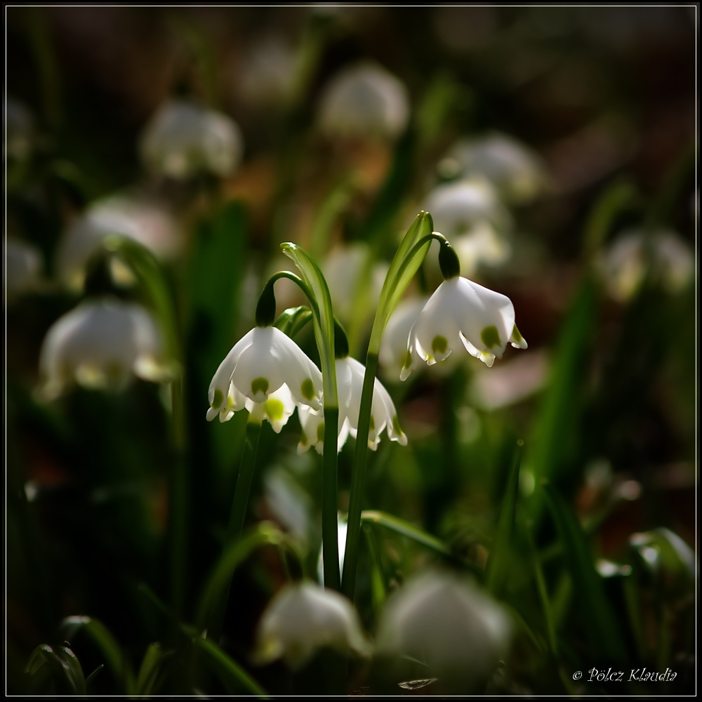 2011.03.15. Tőzike (7)