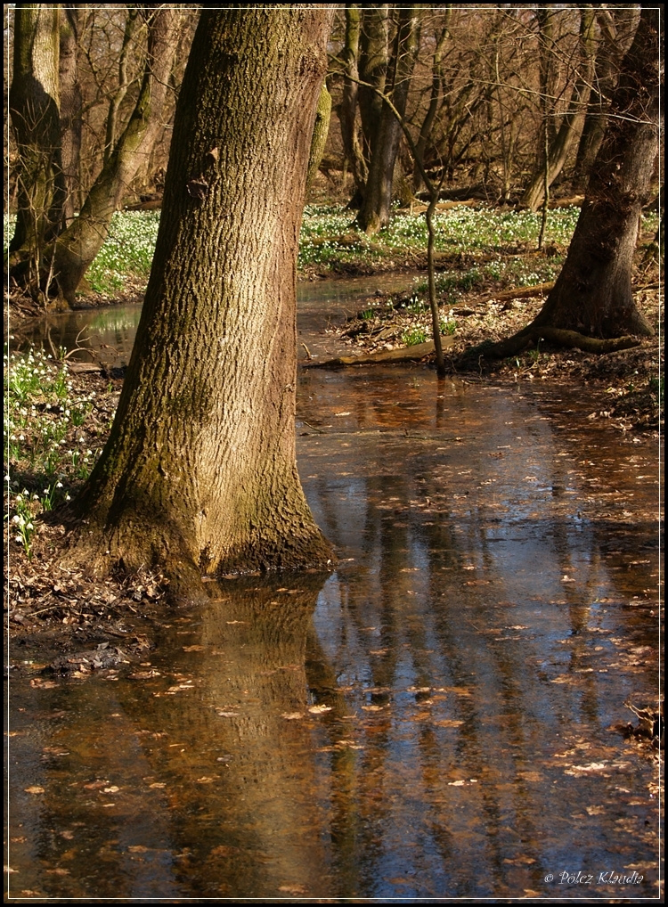 2011.03.15. Tőzike Tanösvény (2)