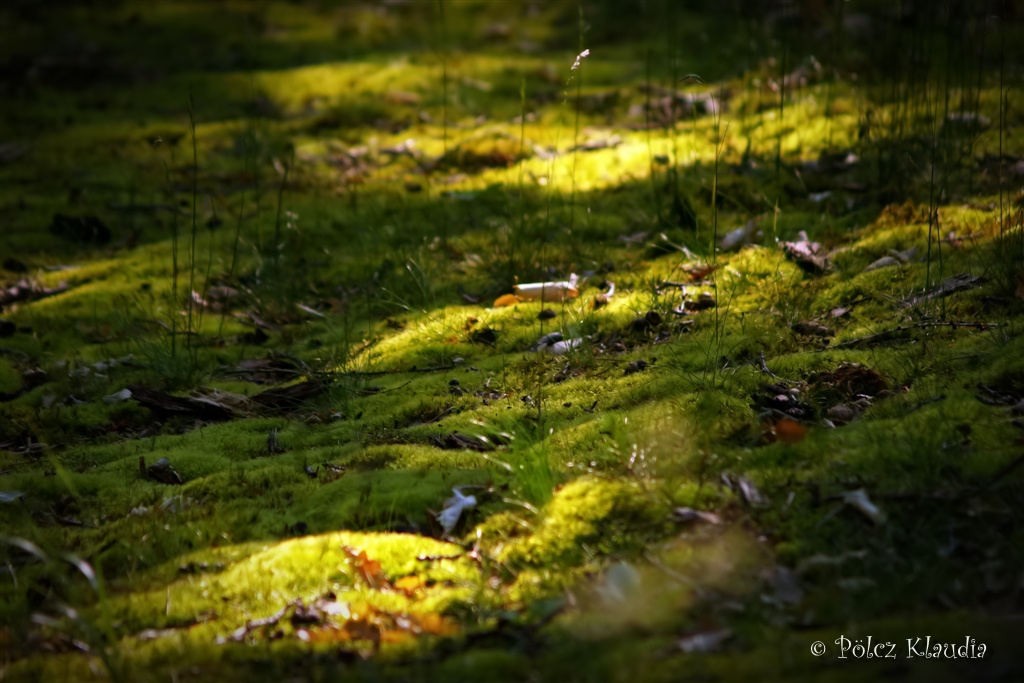 2011.05.22. Erdő mélyén (12)