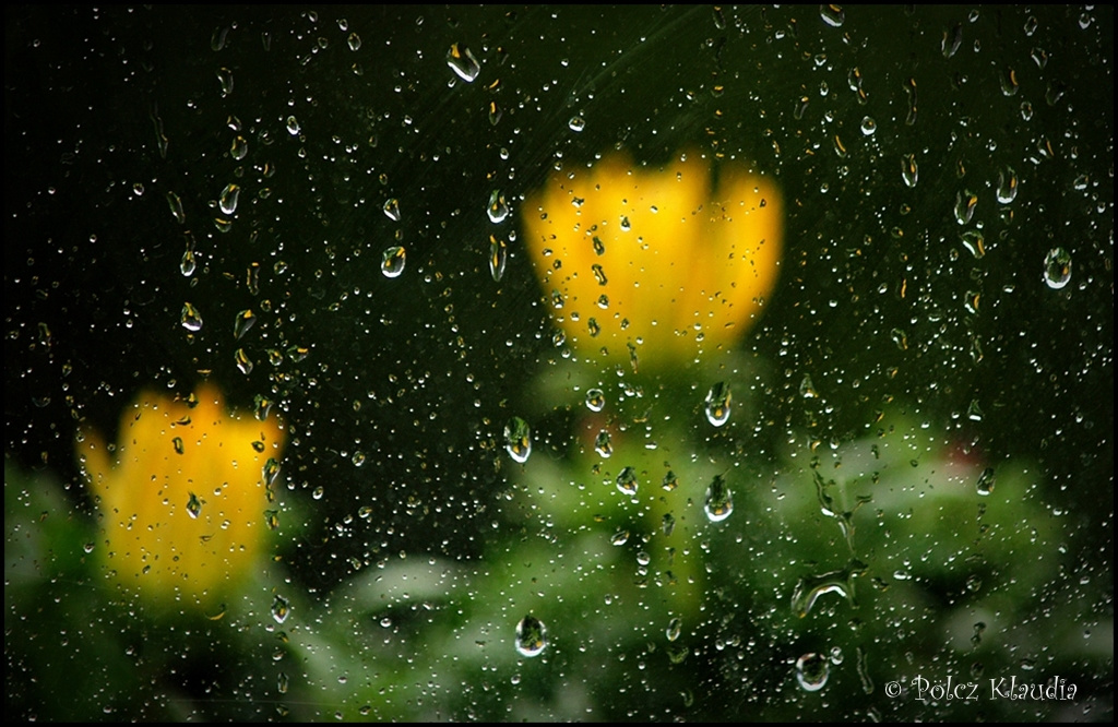 2011.06.04. virágok eső (6)