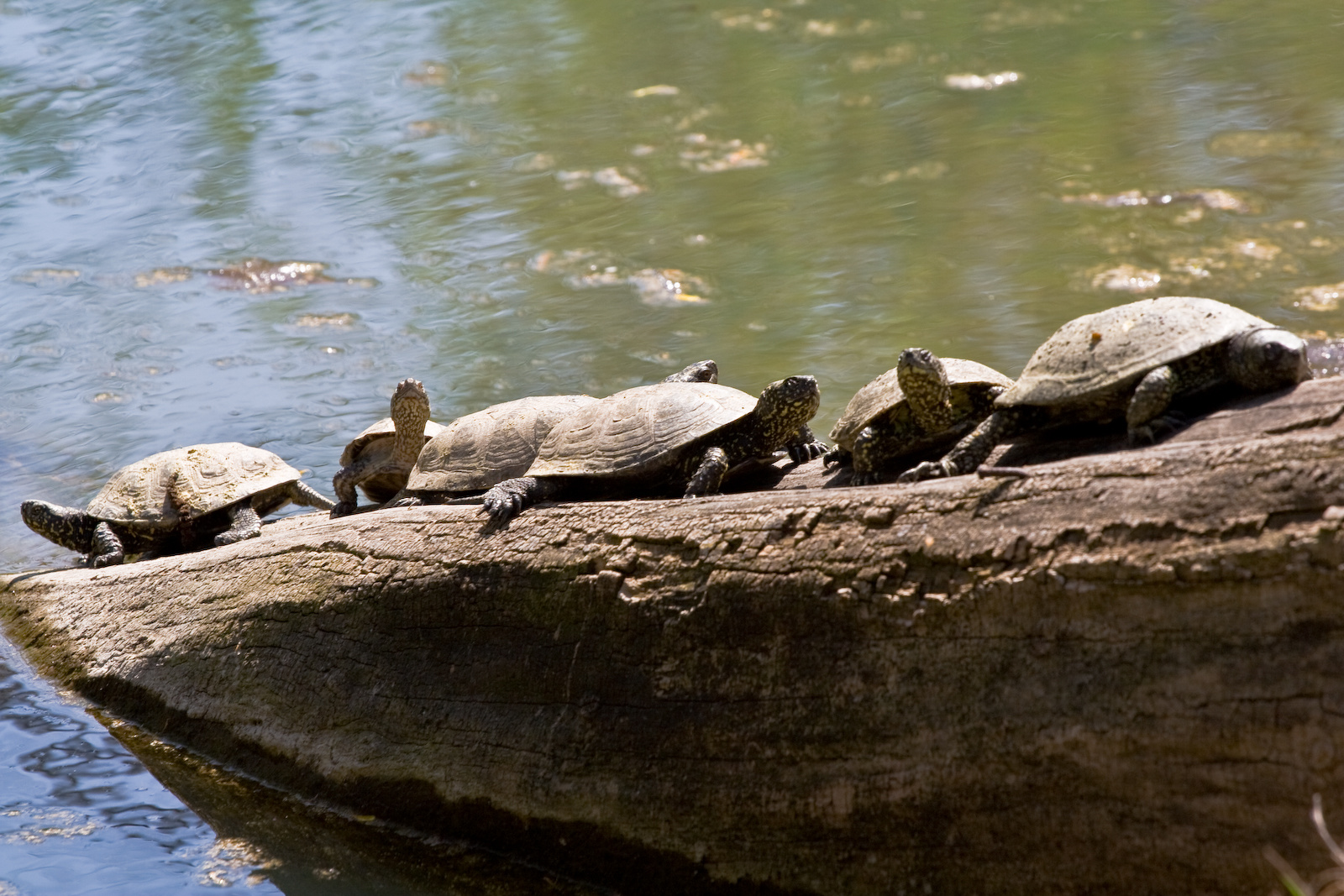 Mocsári teknősök