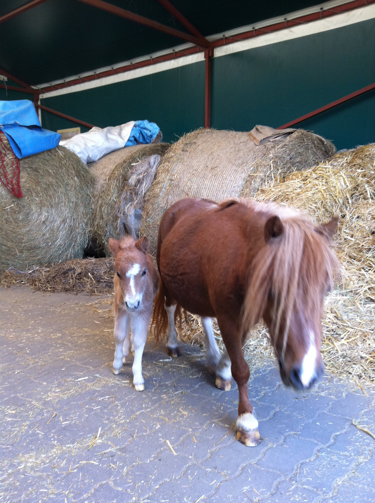 verus and her 3 day old baby