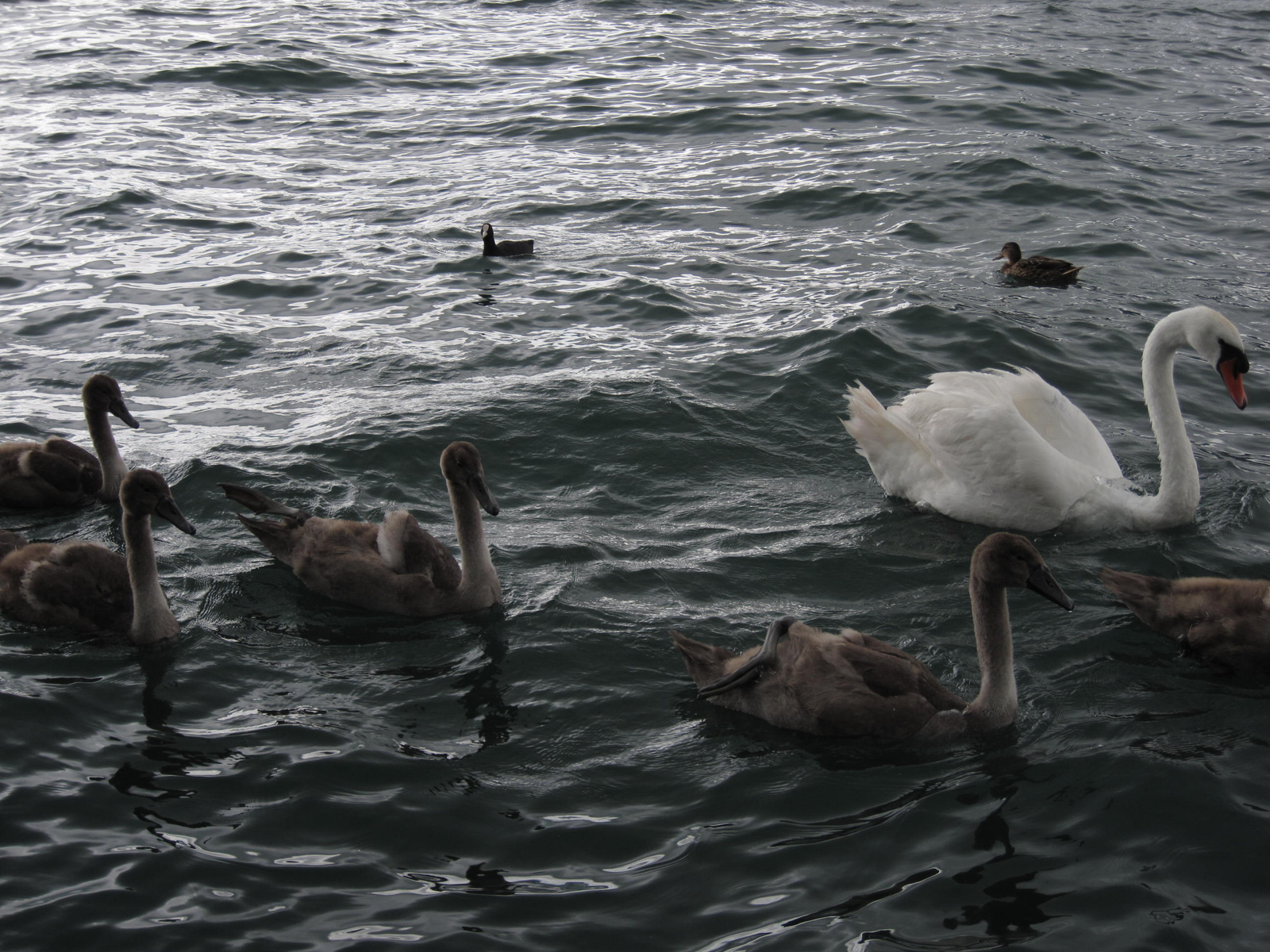 baby swans