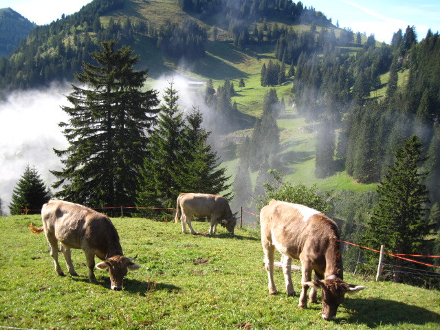 tehenek a mt rigi-n