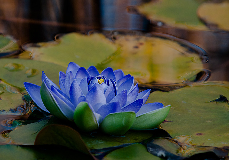 Tavikék / Blue-Water-lily