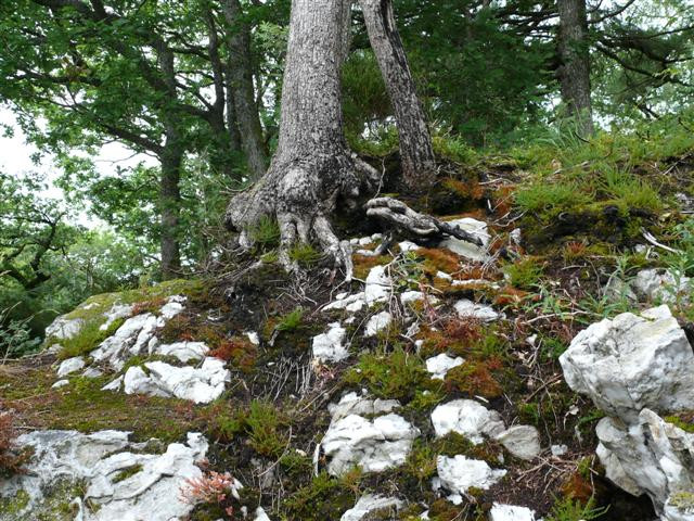 Drymen - Rowardennan