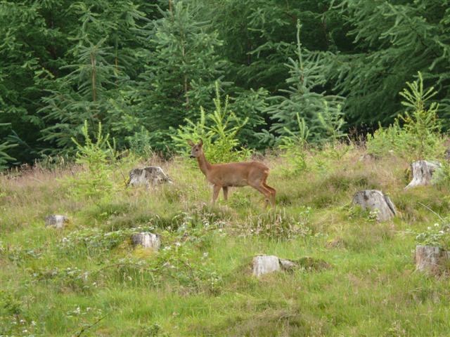 Killin - Strathyre