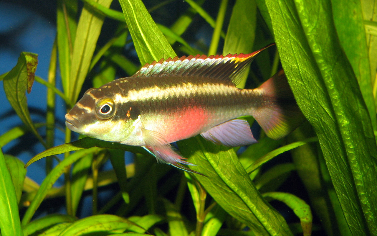 Pelvicachromis pulcher