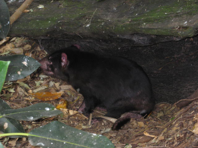 Tasmanian devil2