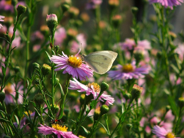 Aster/Őszirózsa