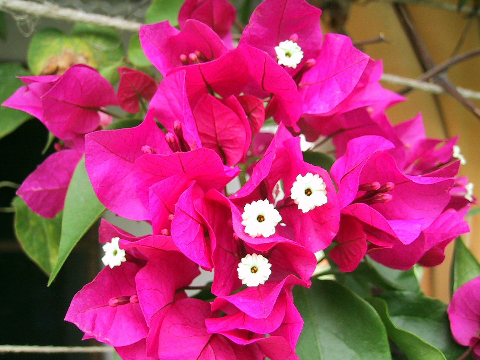 Bougainvillea/Murvafürt