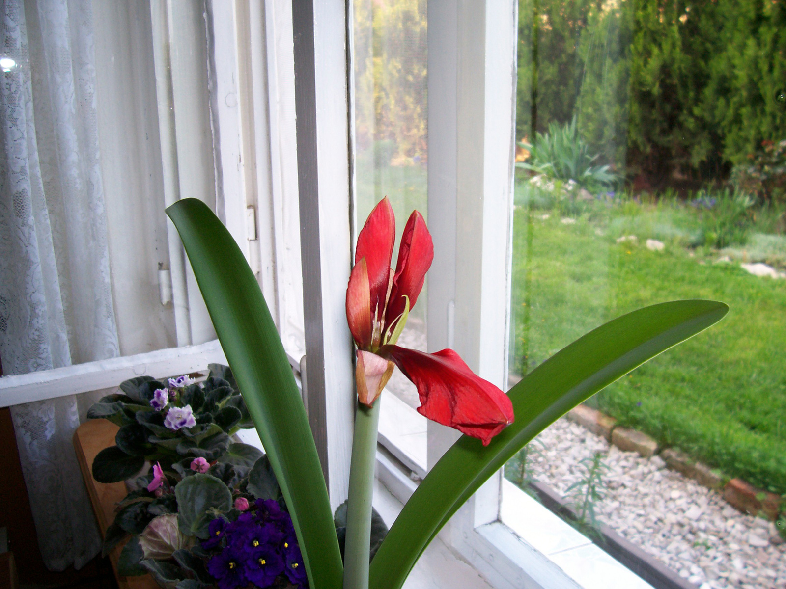 Amaryllis