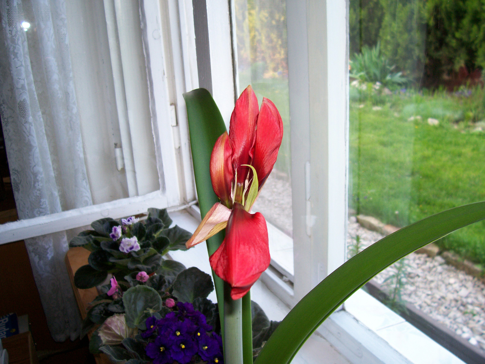 Amaryllis