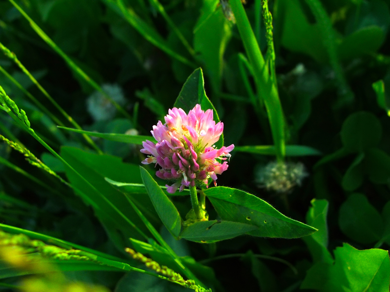 Lóhere/Trifolium