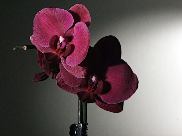 Orchidea