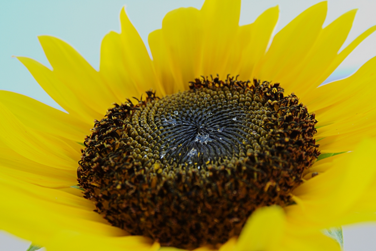 sunflower after rain