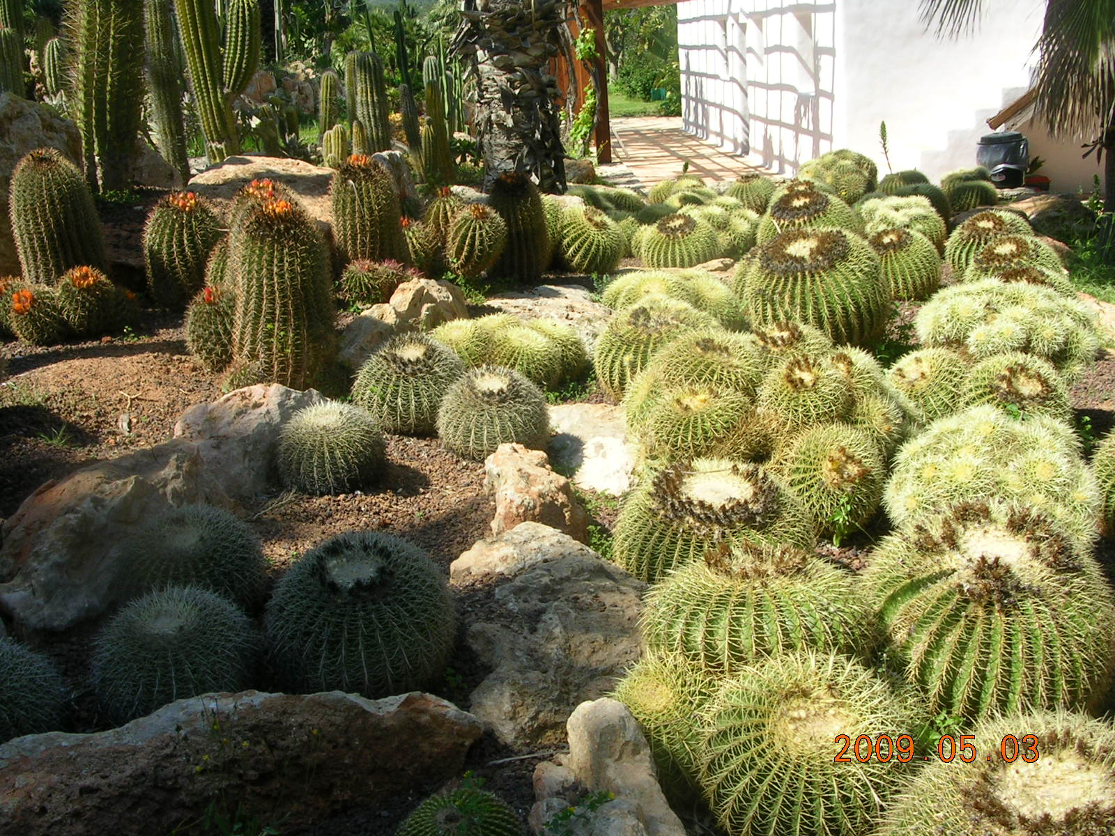rengeteg kaktusz