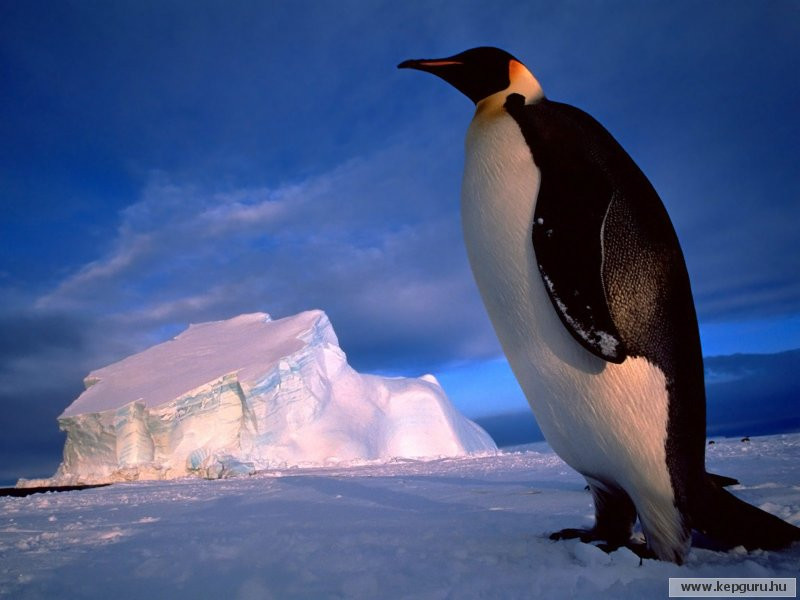 Cs�sz�rpingvin-Weddell-tenger-Antarktisz