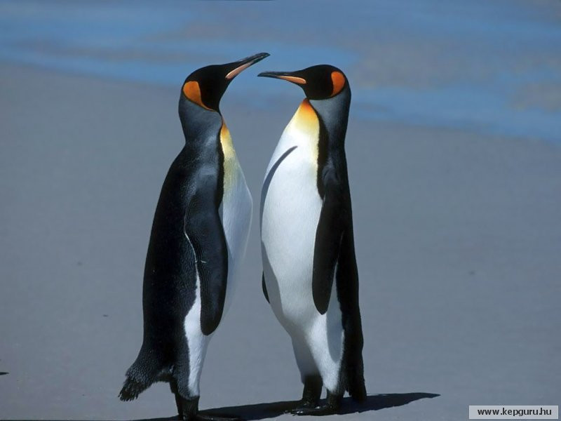 pingvin-001