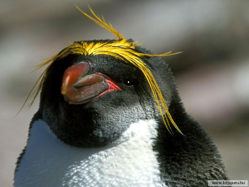 pingvin-005