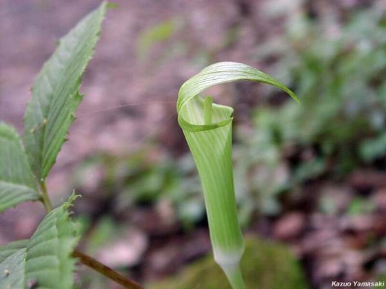 Arisaema tosaense