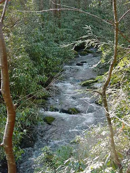 little santeetlah creek (Medium)