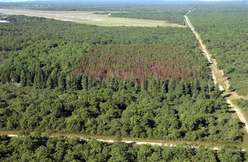 state forest aerial lg (Medium)