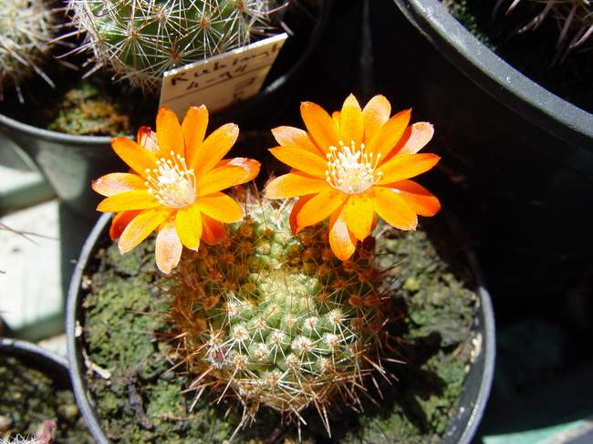 rebutia sp-2