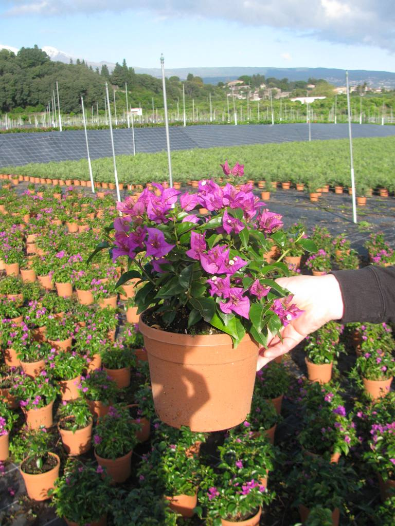 BOUGAINVILLEA  G.SANDERIANA BALL C3L