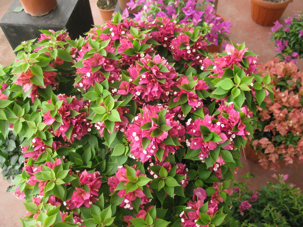 BOUGAINVILLEA MINI THAI 50-60CM 20L 02