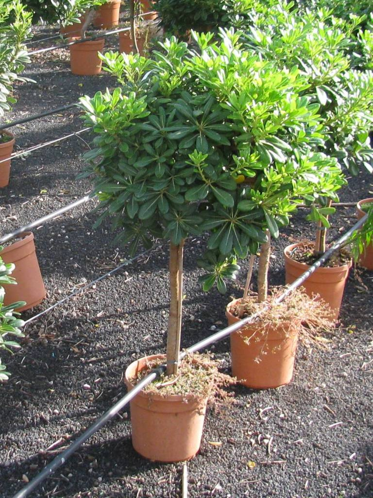 PITTOSPORUM TOBIRA NANUM 1-4T C5L