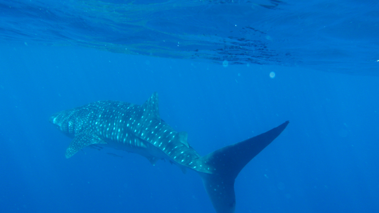 26.march.2010-whaleshark tour-Exmouth (35)