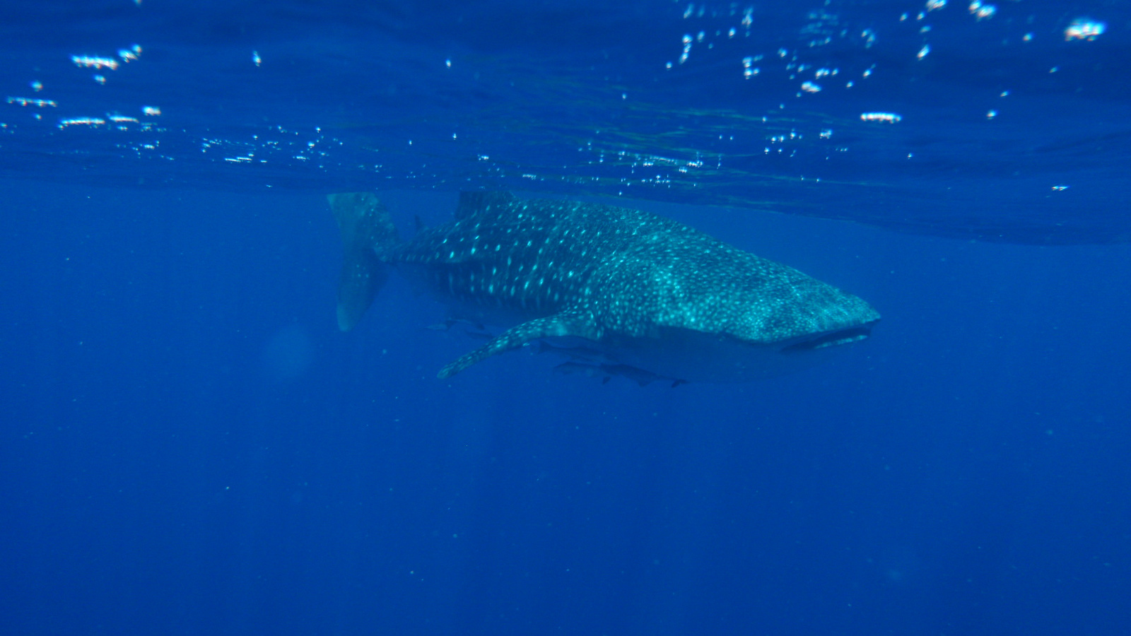 26.march.2010-whaleshark tour-Exmouth (50)