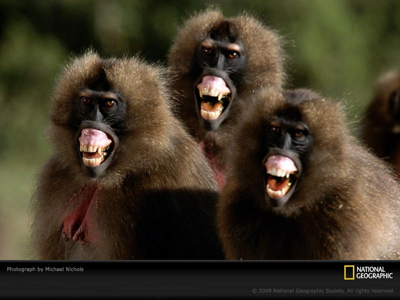 angry-geladas-711058-sw (Medium)