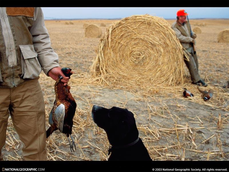 broken-bow-pheasant-507920-sw (Medium)