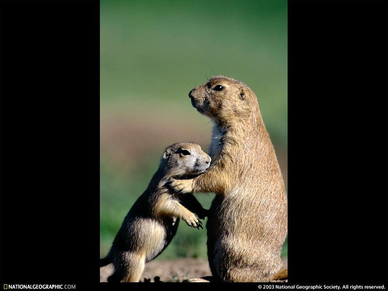 black-tailed-prairie-dogs-517749-sw (Medium)