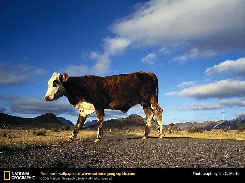 cow-crossing-1001-sw (Medium)