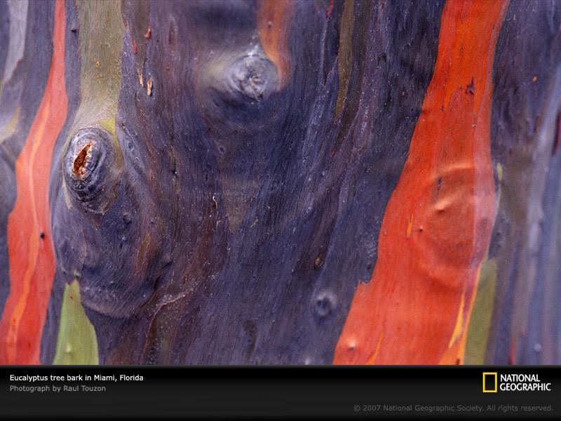 eucalyptus-tree-bark-742905-sw (Medium)