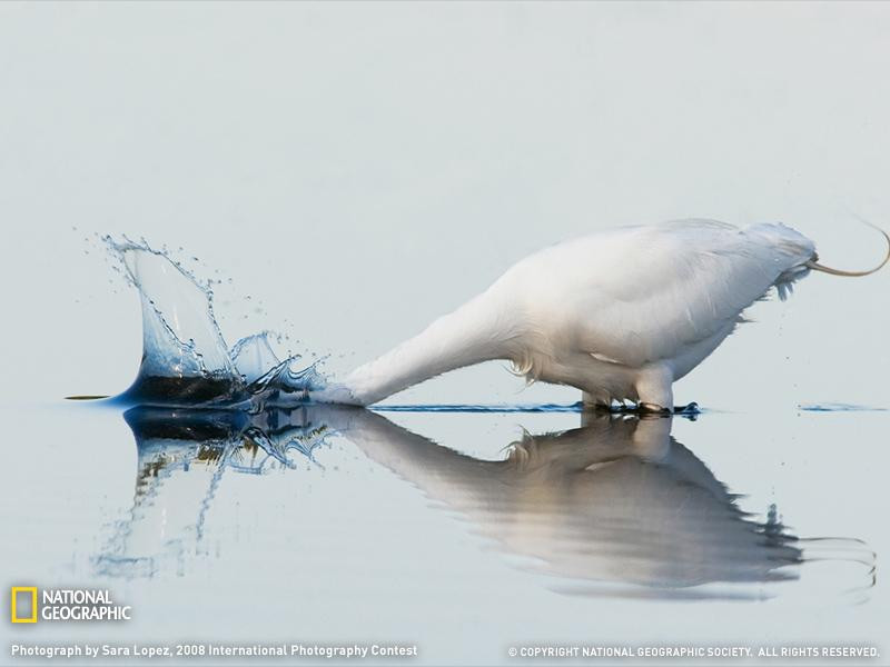 great-white-egret-070509-sw (Medium)