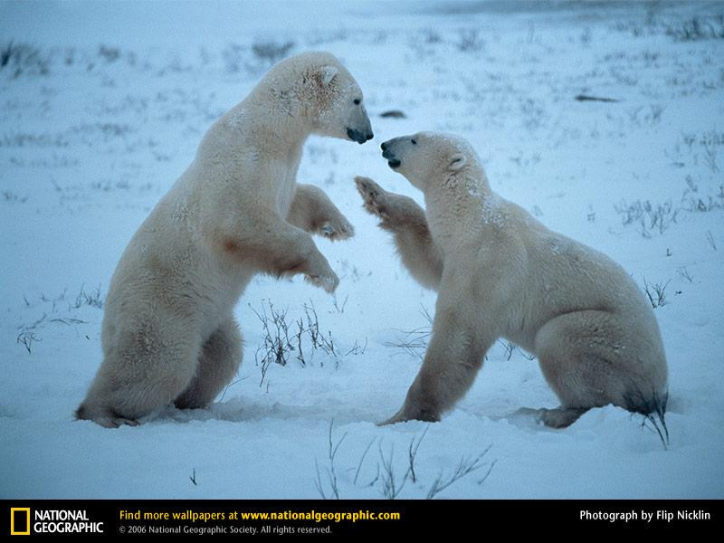 playful-polar-bears-492294-sw (Medium)