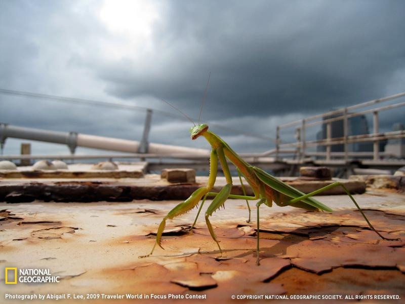 praying-mantis-brooklyn-bridge-sw (Medium)