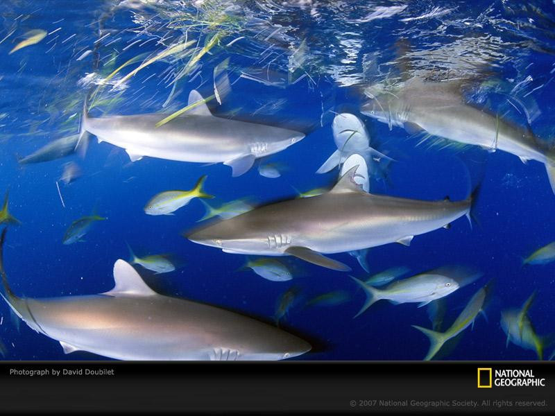 silky-sharks-feeding-689693-sw (Medium)