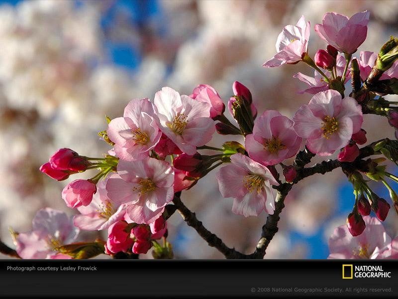 tidal-basin-blossom-lf032008-sw (Medium)