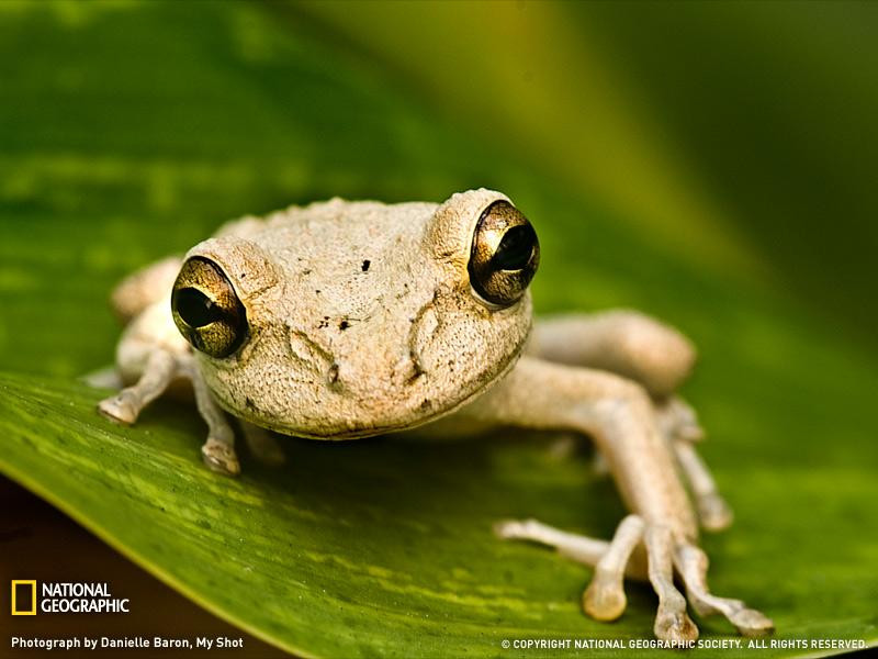 tree-frog-colorful-creatures-sw (Medium)