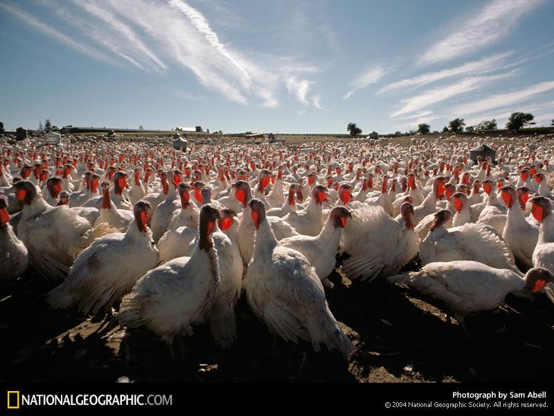 turkey-gaggle-252354-sw (Medium)