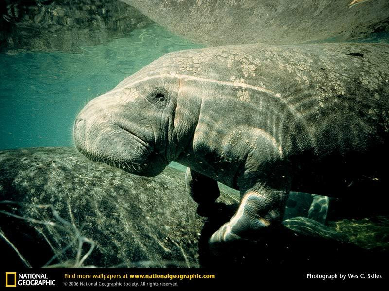 west-indian-manatee-521112-sw (Medium)