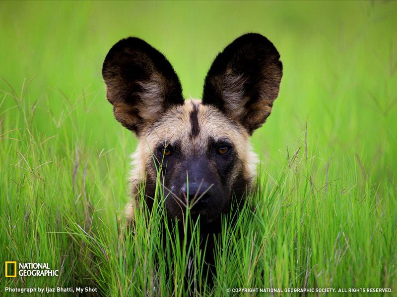 wild-dog-botswana-083009-sw (Medium)