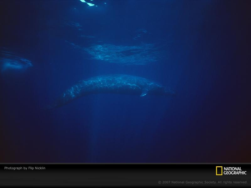 young-blue-whale-363130-sw (Medium)