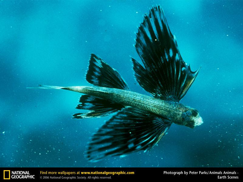 flying-fish (Medium)