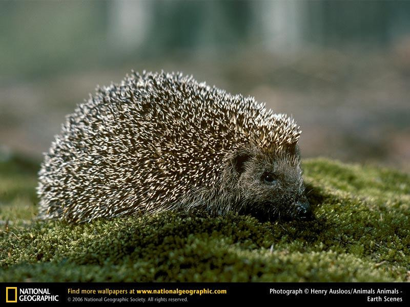 hedgehog (Medium)